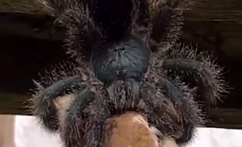 Boyundan tuttuğu kuşu mideye indirdi