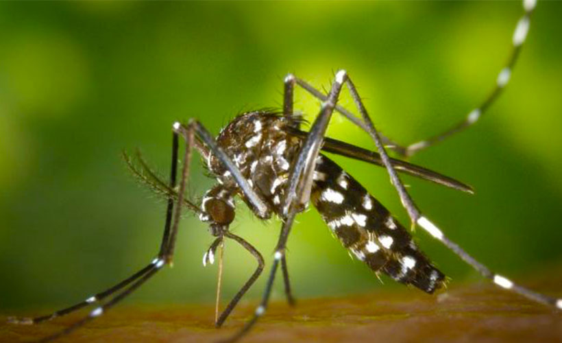 Dev sivrisinek sürüleri, yüzlerce at ve ineği kanlarını emerek öldürdü