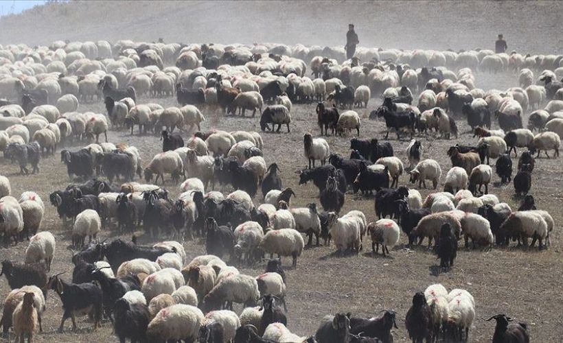 Yayla mesaisini tamamlayan Doğu Anadolu'daki göçerler dönüş yolunda