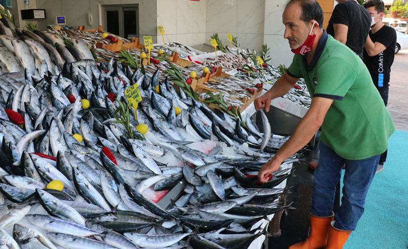 Palamut bolluğu tüketicinin de yüzünü güldürdü