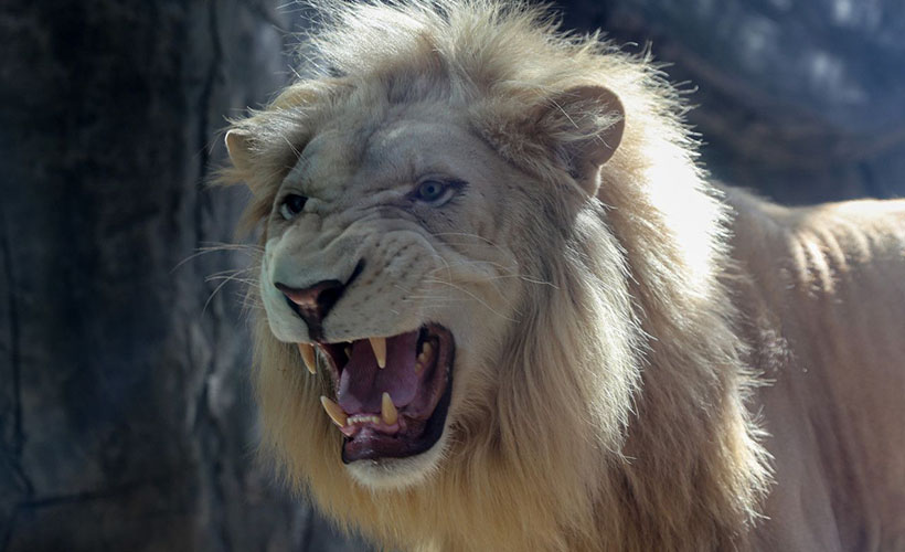 Türkiye'nin yavru aslan ve kaplanları Afrika yolcusu