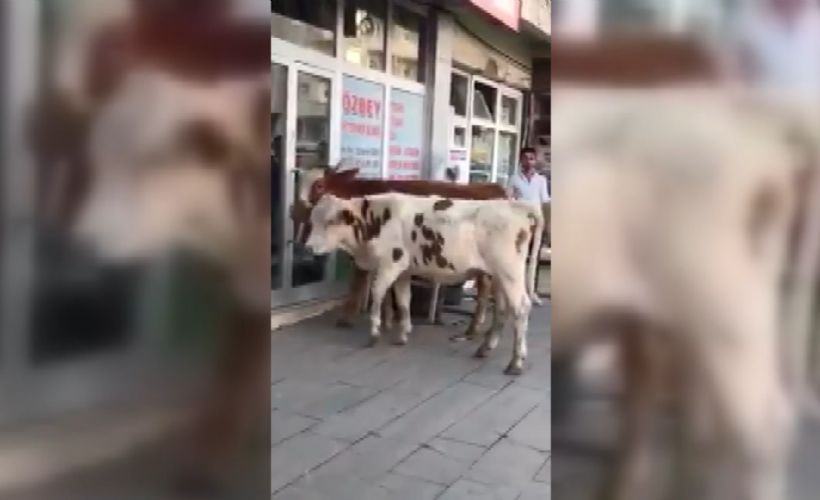 Veteriner kliniğine giden inekler gülümsetti