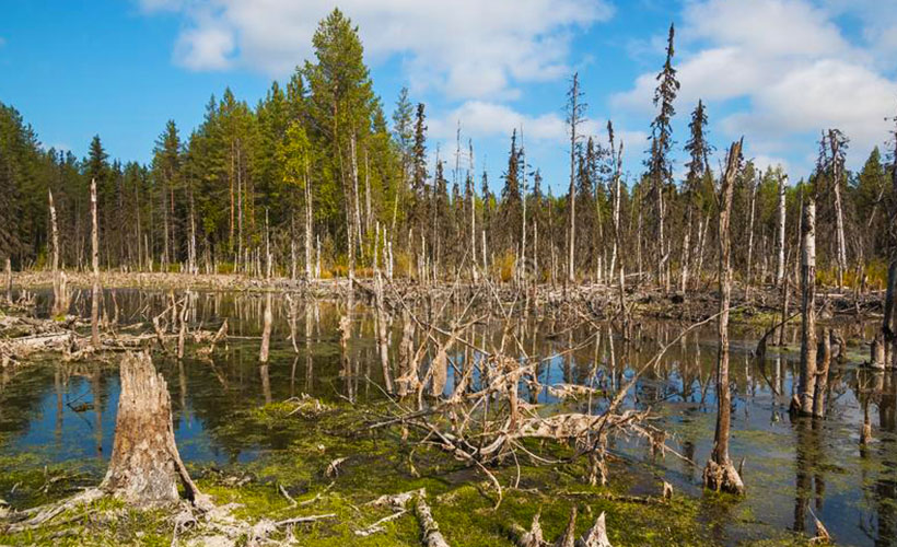 'Kuzey Kutbu'nda hava kirliliğinden ağaçlar fotosentez yapamıyor'