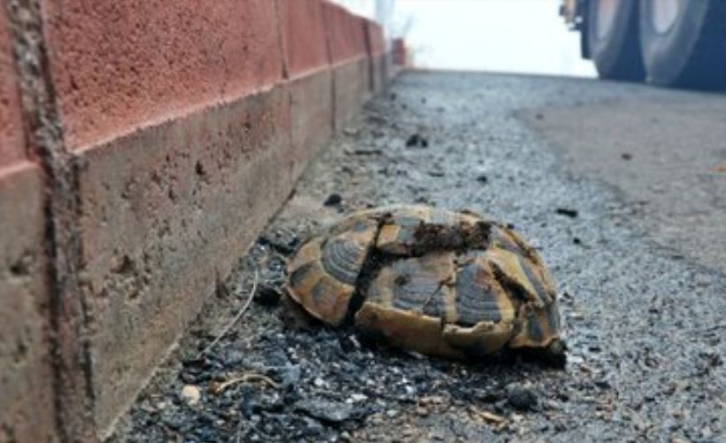 Hatay valiliği: Yangınla ilgili gözaltılar var