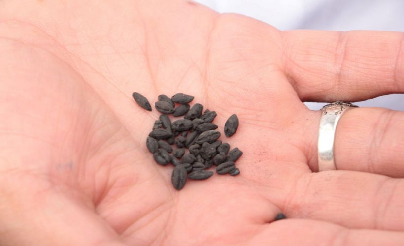 Türkiye'den toplanan 'Ata tohumu'na el konuldu