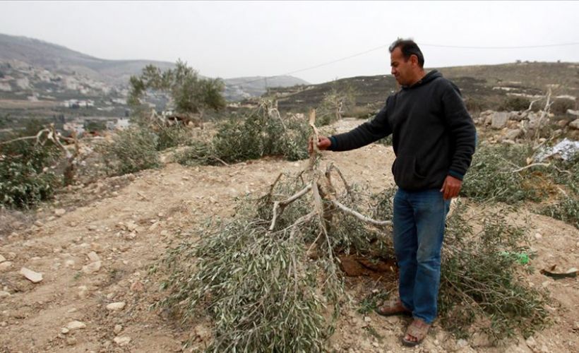 İsrailliler Filistinlilere ait zeytin ağaçlarına saldırıyor