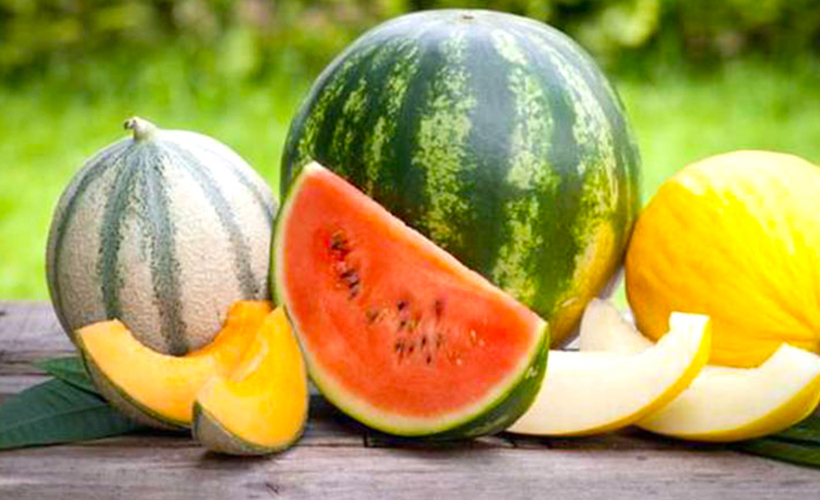 Rus bilim insanları, Kuzey Kutbu'nda kavun ve karpuz yetiştirdi