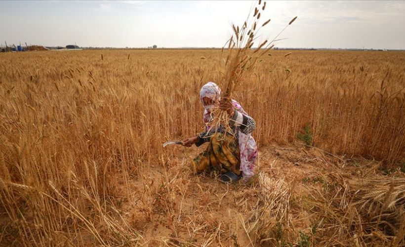 İsrail askerlerinin ihlalleri Gazzeli kadın çiftçileri de hedef alıyor