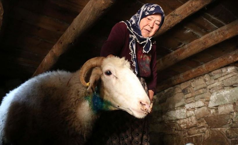 Kurtların saldırısı sonucu 21 koyun telef oldu