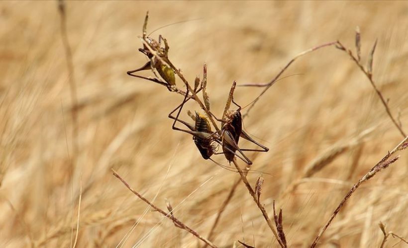 Etiyopya'da çöl çekirgeleri tarlaları istila etti