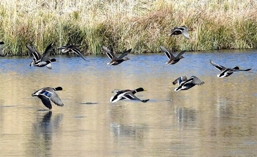 Sarıkamış'da renk cümbüşü