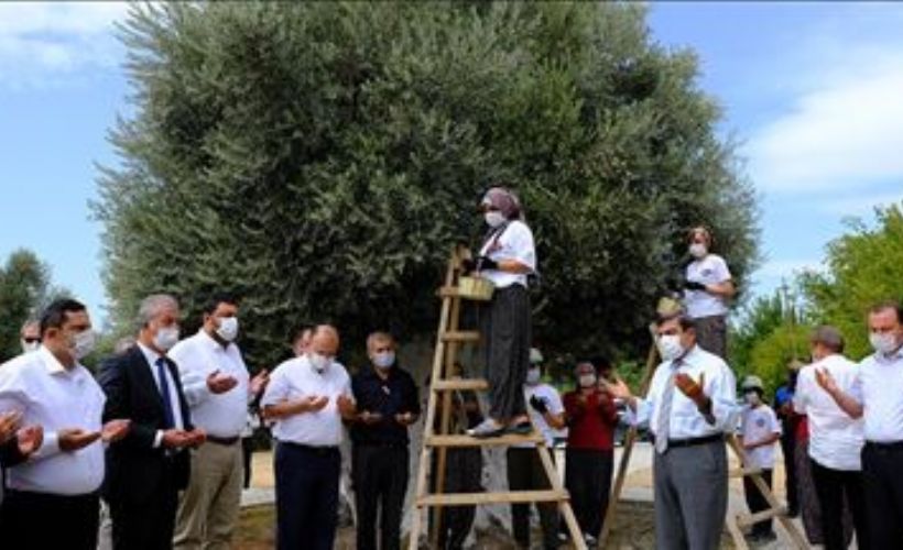 1300 yıllık anıt ağacın zeytinleri hasat edildi