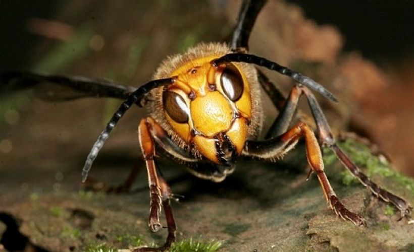 ABD'de 'katil arılar'ın yuvası bulundu