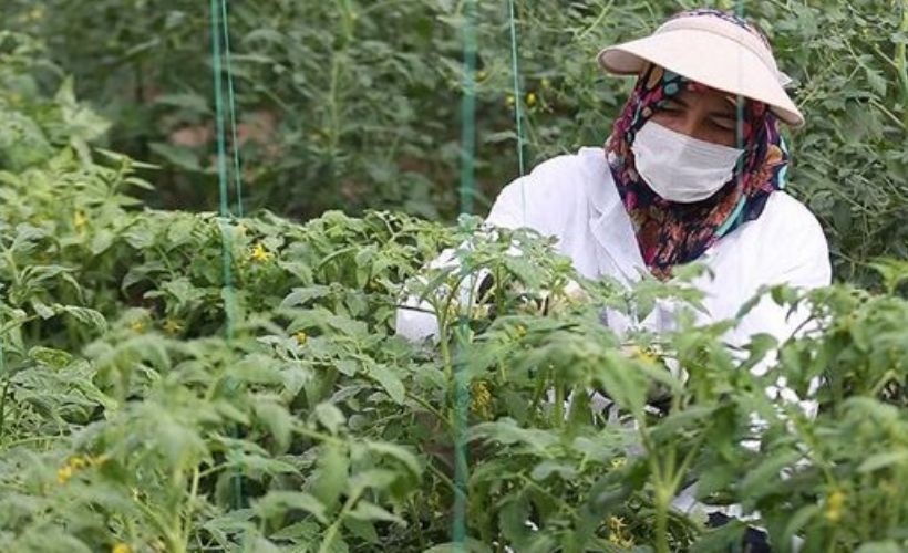 Türkiye'nin yerli ve milli sebze tohumları kadınlara emanet