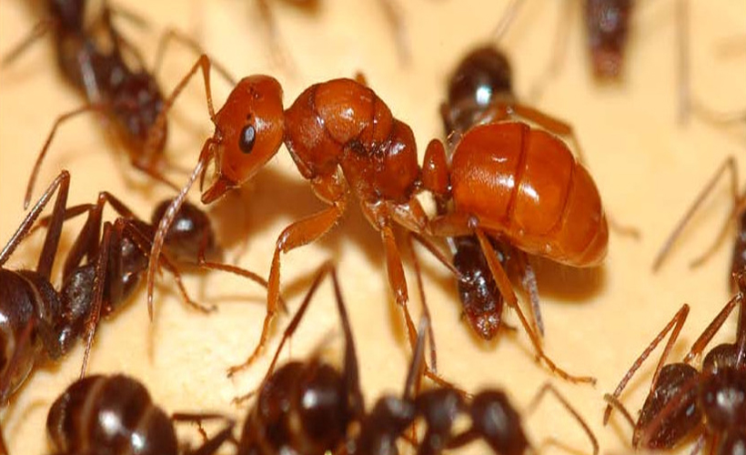 Bu karıncaların, diğer karıncalardan çok farklı ilginç özelliği var