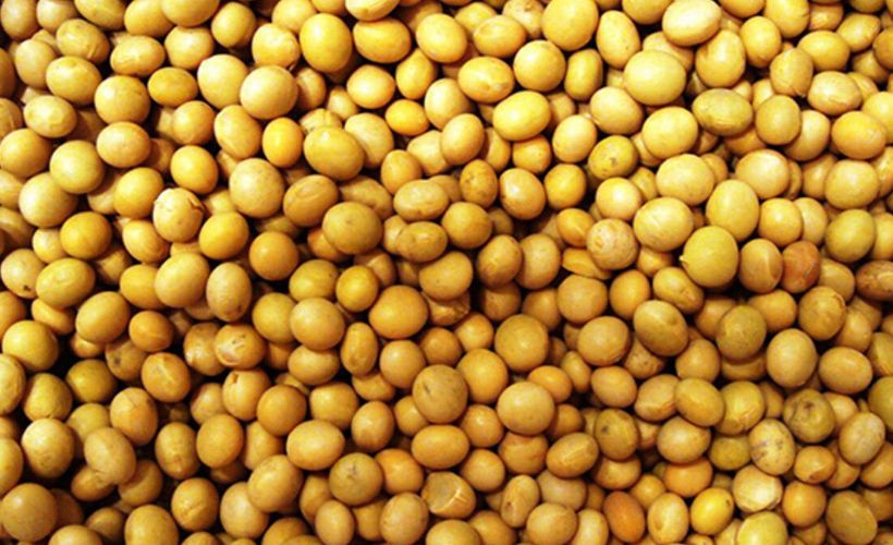 Soya fasülyesi 4 yılın en yüksek seviyesine ulaştı