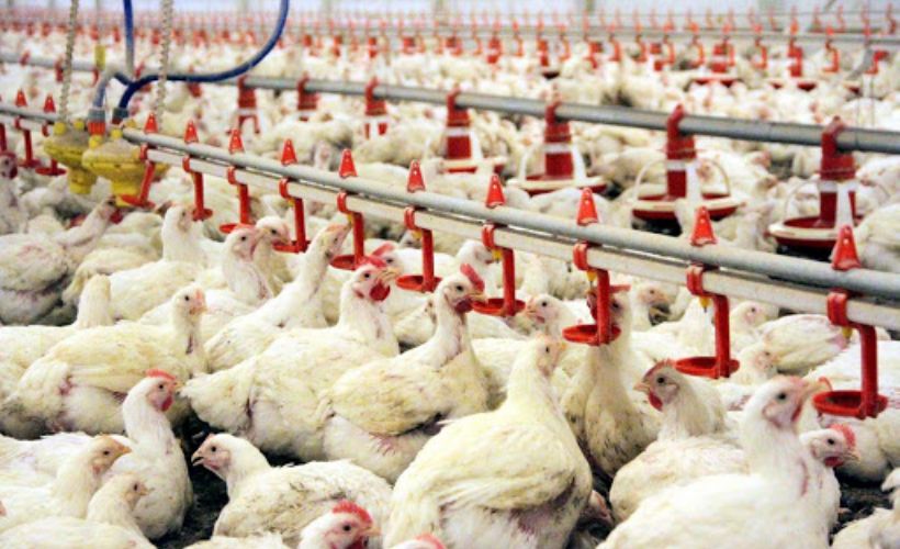 Çin'e ilk kez kanatlı eti ve ürünleri ihracatı başladı