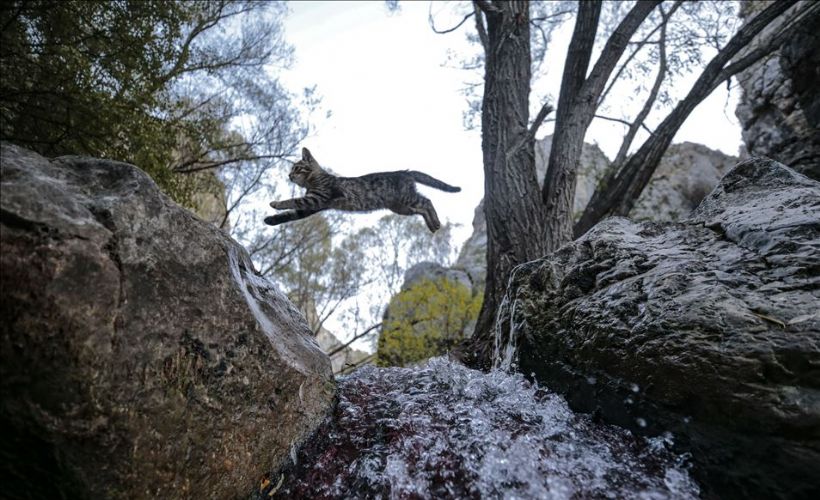 'Haftanın Fotoğrafları'