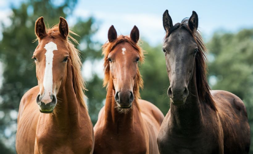 Atlar kırbaçlanınca insanlar kadar acı çekiyor