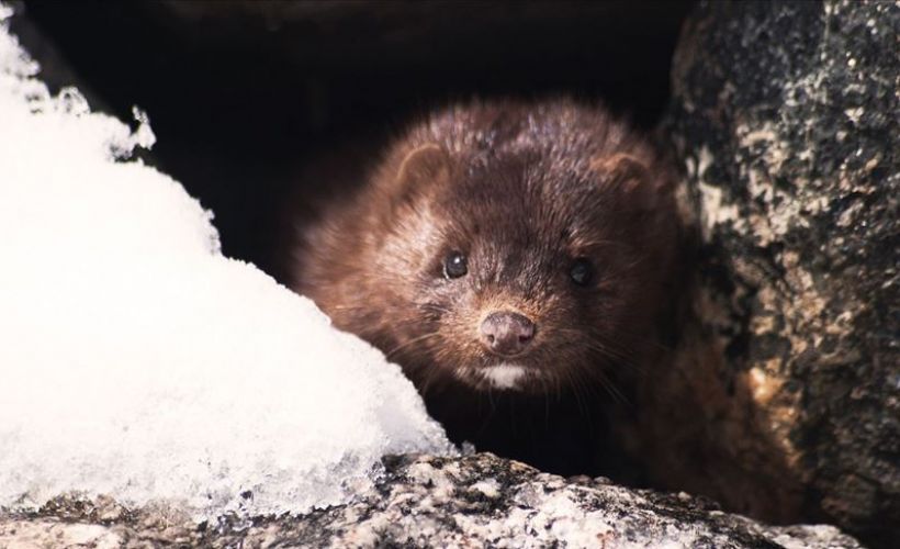 Yunanistan'da çiftlikteki vizonlarda Kovid-19 tespit edildi