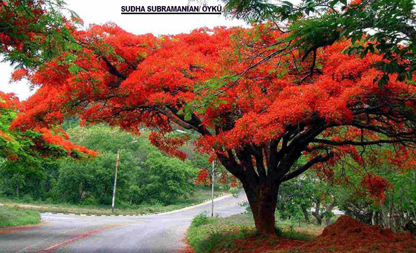 Rüyalarımın Gulmohar'ı...