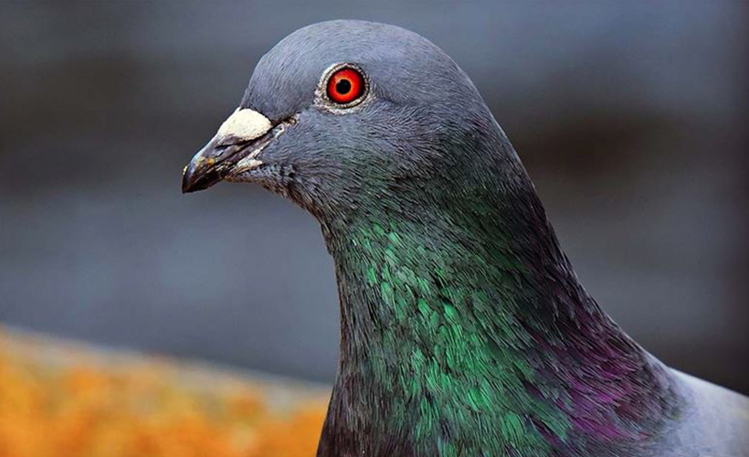 Posta güvercini 'New Kim' 1,6 milyon avroya satıldı