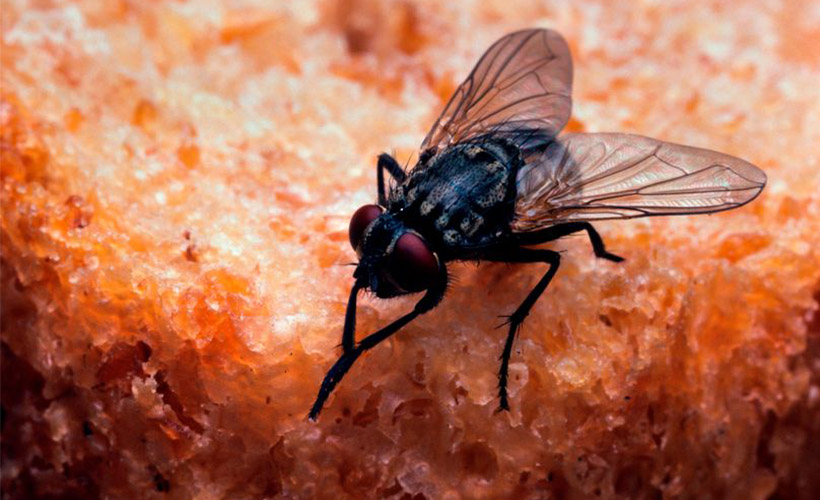 Elektrikli sineklik ile böcek kovalarken evini havaya uçurdu