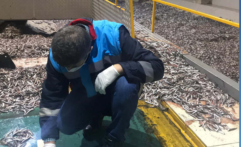 Trabzon'da 50 ton hamsiye el konuldu