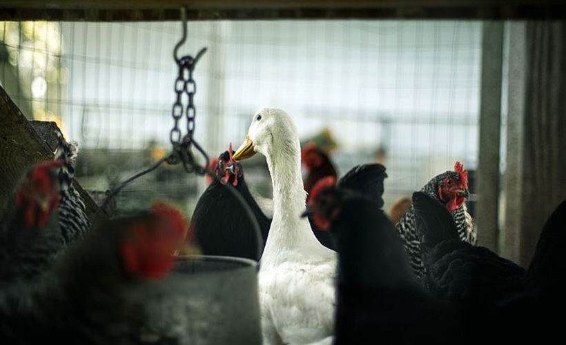 Fransa’da şimdi de 'kuş gribi' paniği başladı