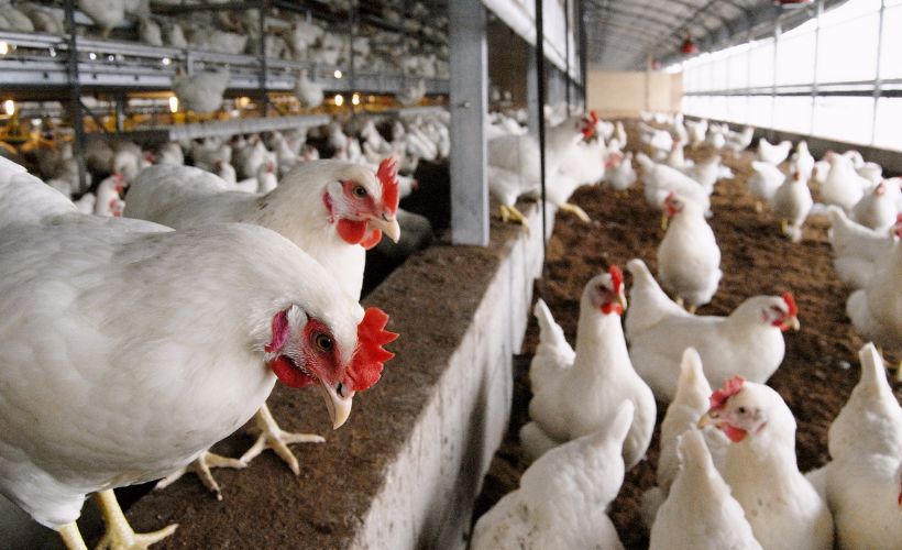 Hollanda'da 'kuş gribi' istilası