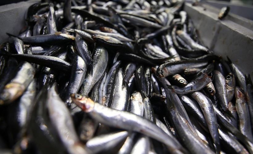 Karadeniz hamsisi en lezzetli dönemine ulaştı