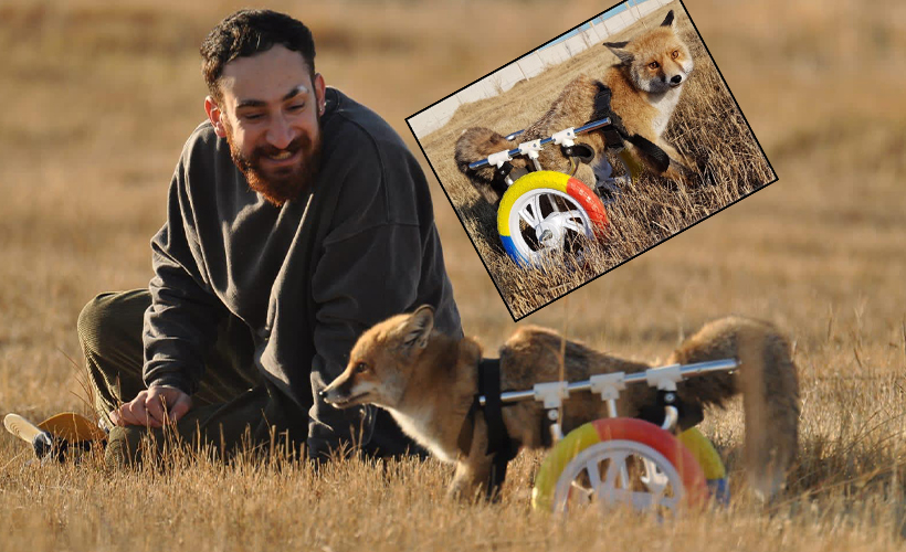 'Hayat tamircisi' bu kez felçli tilkiyi yürüttü