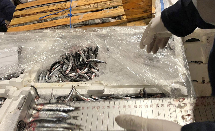 Rize'de 21 ton hamsiye el konuldu