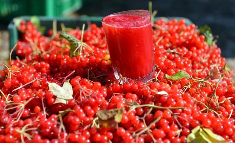 Gilaburu nedir, faydaları nelerdir? Böbrek taşının düşmanı Gilaburu nasıl tüketilir?