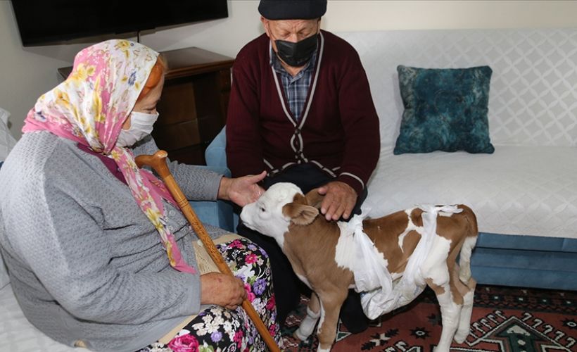 Prematüre buzağı 'Mülayim'i' evlerinde besliyorlar