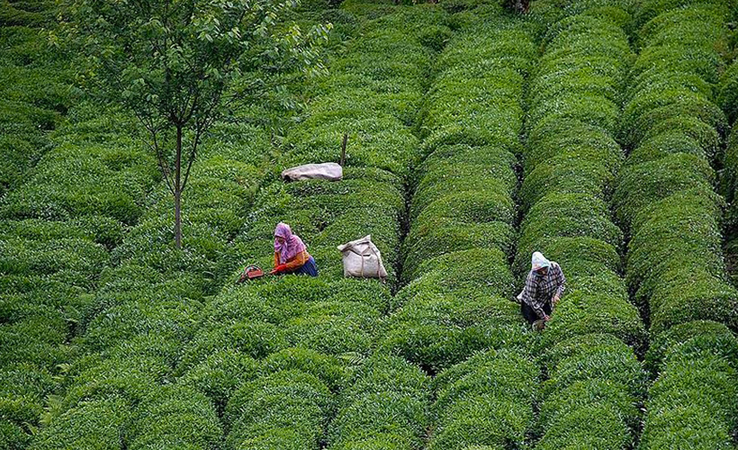 Türk çayı 15 milyon dolar kazandırdı