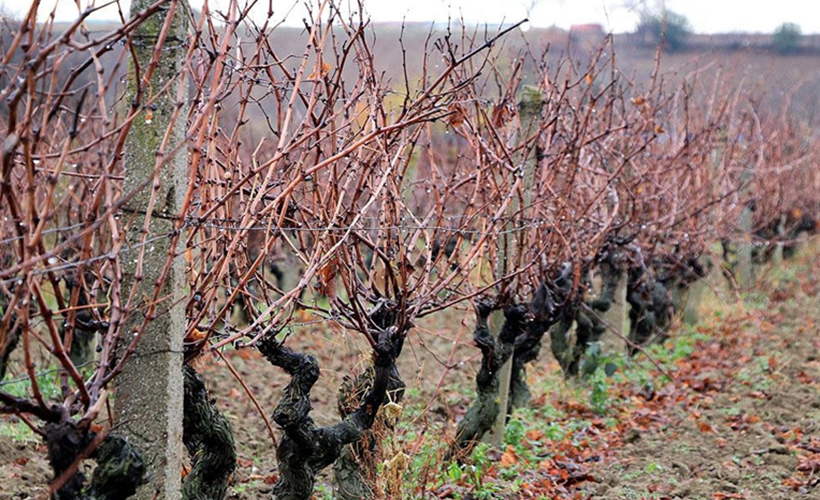 Trakya'da etkili olan yağış çiftçilerin yüzünü güldürdü