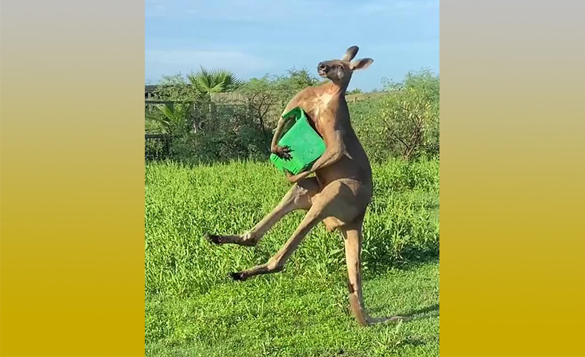 Kangurudan 'şaşırtan' duruş!