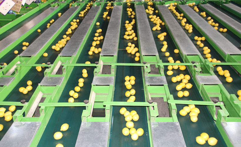 Salgın, Lamas limonunu uluslararası pazara çekti