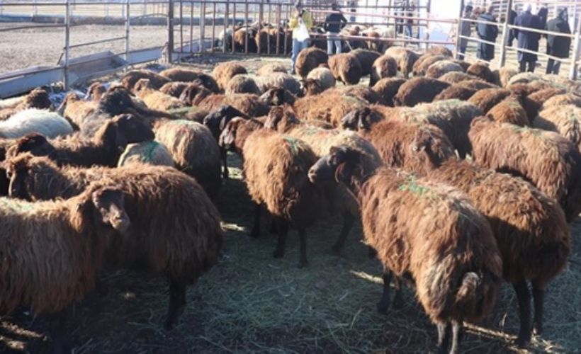 '5 Yılda 750 Bin Koyun Projesi' ile çiftçiler koyunlarını almaya başladı