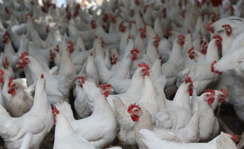 Japonya'da 44 bin kümes hayvanı itlaf edilecek