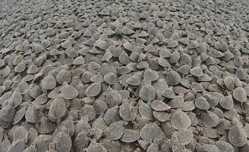 Amazon Nehri’nde kaplumbağa seli