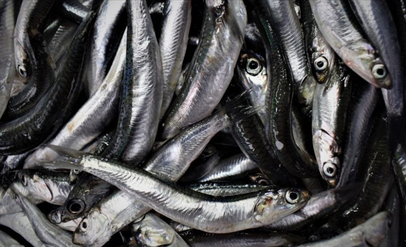 Trabzon'da eylül başından bu yana 70 ton hamsiye el konuldu