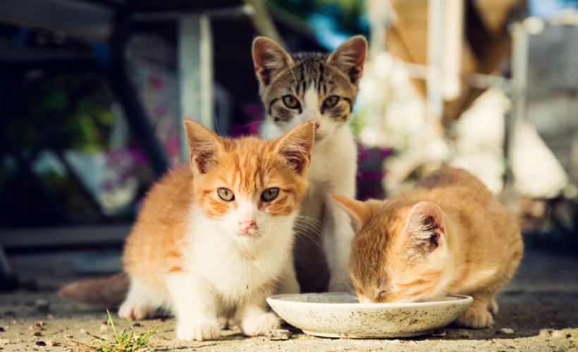 TBB: Sokak hayvanları için proje geliştiren belediyeler ödüllendirilecek