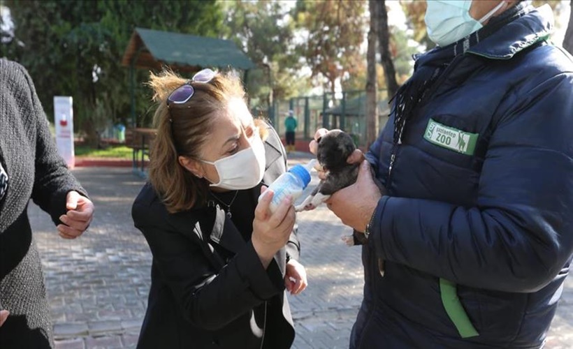 Türkiye Belediyeler Birliği'nden sokak hayvanlarına projeli koruma