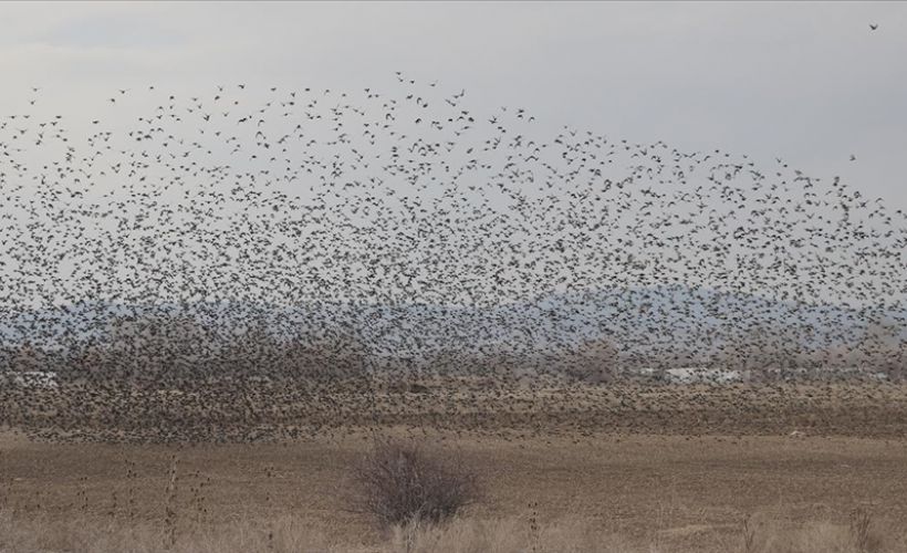Sığırcıkların gökyüzündeki dansı hayran bıraktı