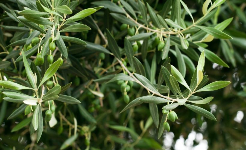 Zeytin yaprağı nedir, faydaları nelerdir? Virüs düşmanı zeytin yaprağı çayı nasıl tüketilir?