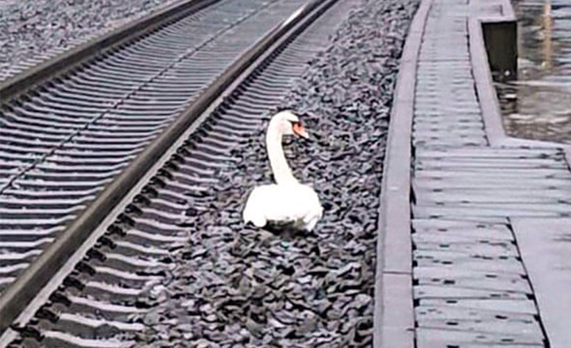 Eşinin yasını tutan kuğu tren seferlerini durdurdu