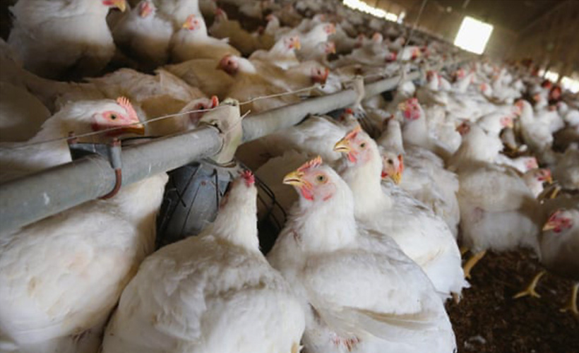 Danimarka’da 9 bin kümes hayvanı itlaf edilecek