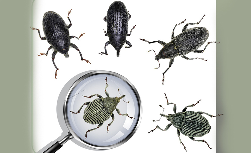 Türk akademisyenler 5 yeni böcek türü keşfetti